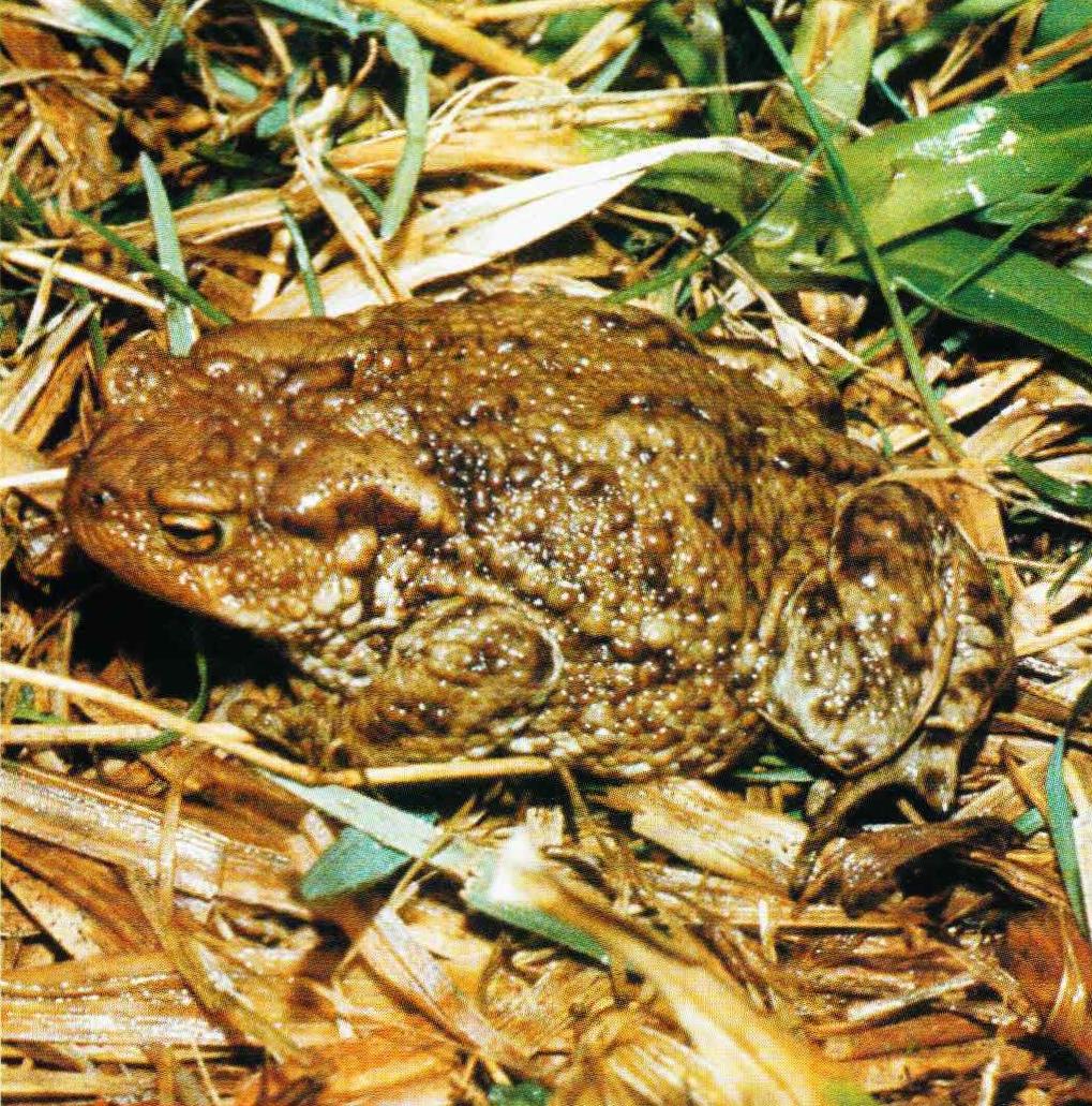 Серая жаба населяет сырые леса, поля, огороды, луга и кустарниковые заросли.