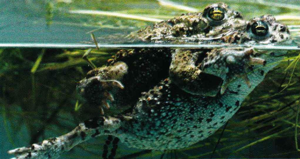Готовая к откладке яиц самка с партнером на спине отыскивает в водоеме удобное место для икрометания.