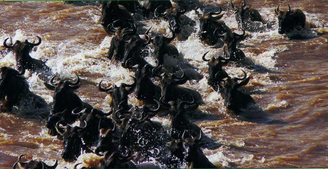 Антилопы гну переходят реку.