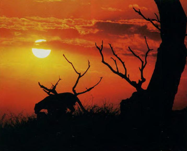 Закат в Африке.
