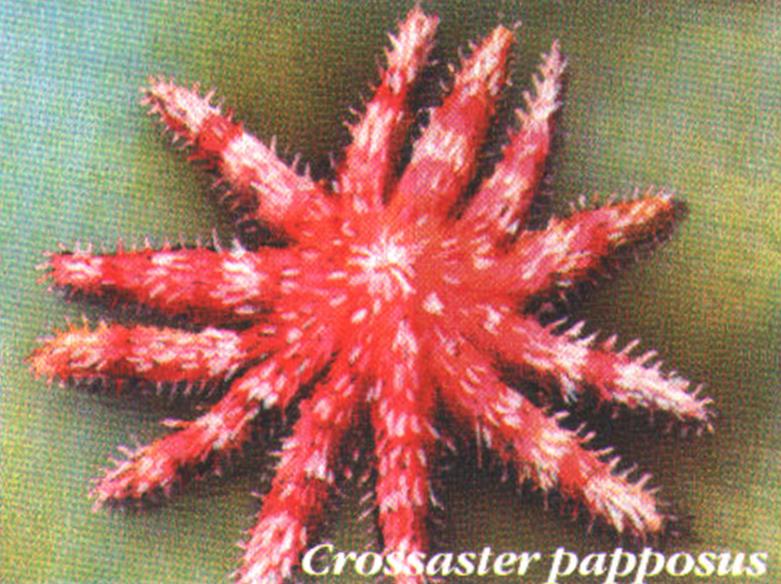 Crossaster papposus.