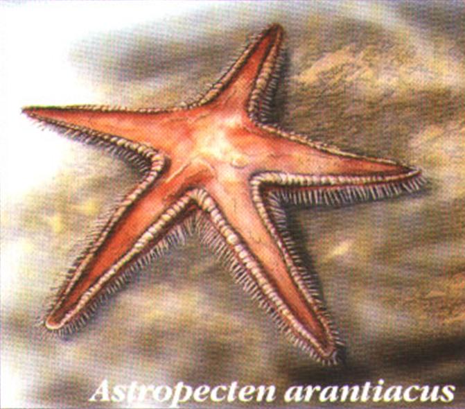 Astropecten arantiacus.

