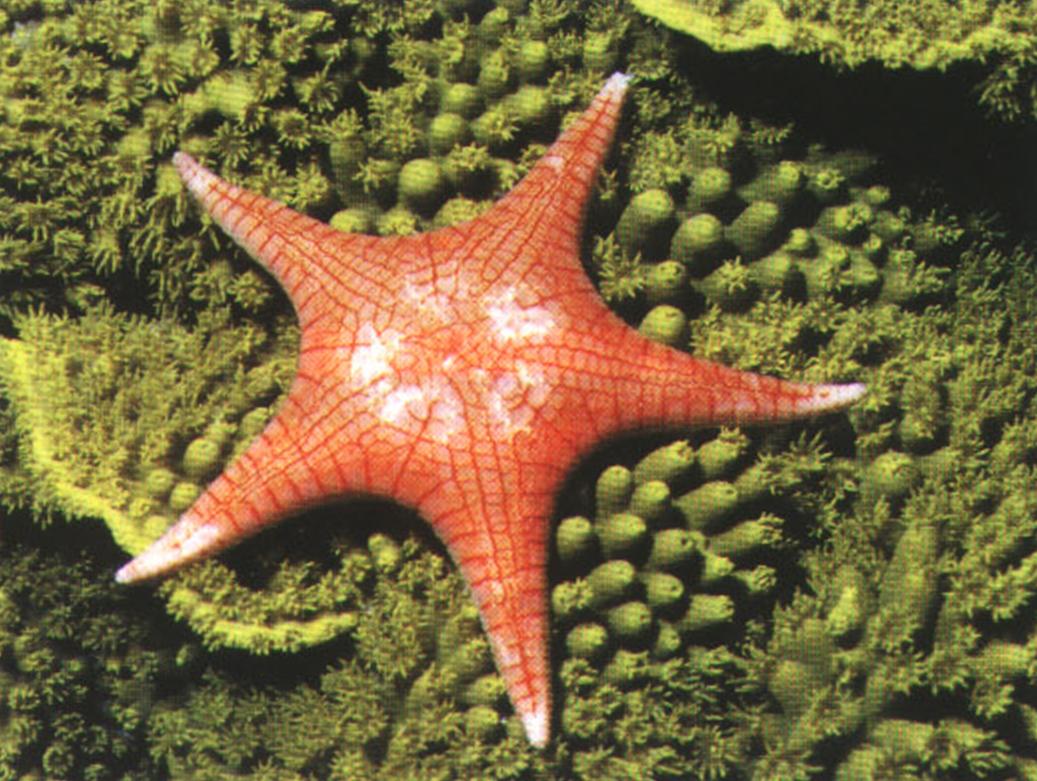 Пестрая окраска морских звезд отпугивает многих врагов.