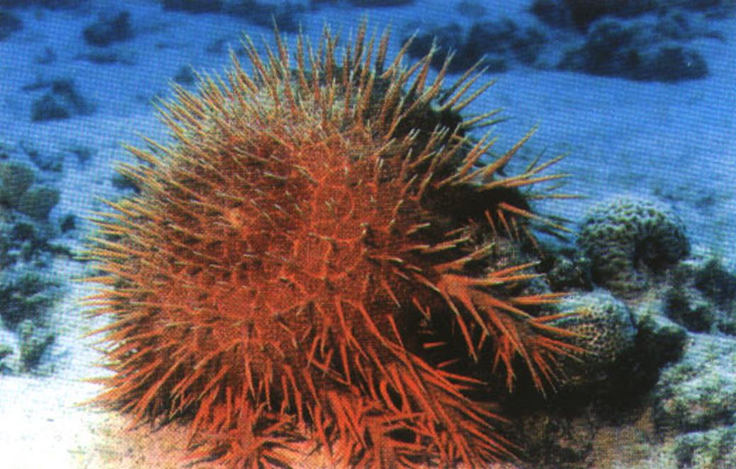 Ядовитая морская звезда терновый венец достигает 60 см в поперечнике. Питаясь исключительно коралловыми полипами, она представляет серьезную опасность для экосистемы коралловых рифов.