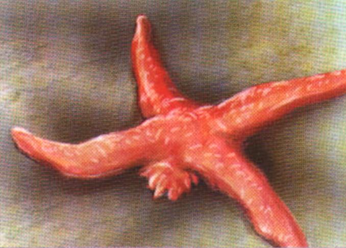 Благодаря необычайной способности к регенерации морская звезда довольно быстро отращивает потерянный луч.