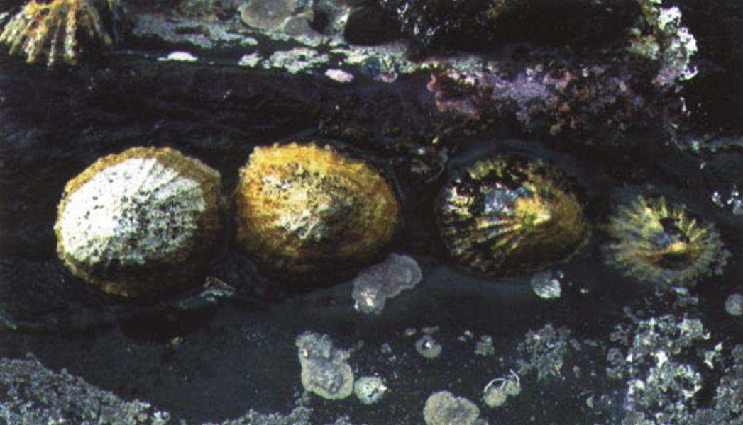 Углубление в камне, занимаемое моллюском, так точно соответствует форме его раковины, что по мнению некоторых ученых блюдечко не только шлифует камень, но и воздействует на него химически.