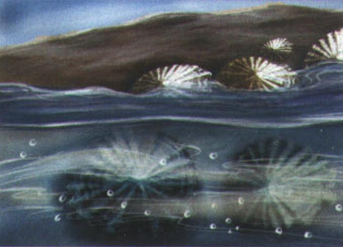 Яйцеклетки и семя моллюски выделяют непосредственно в воду, где происходит оплодотворение.