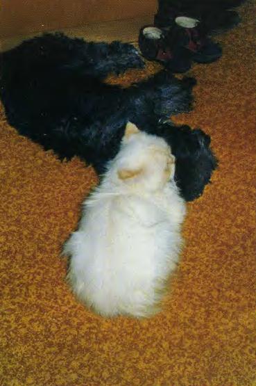 Чёрная собака и белый кот.