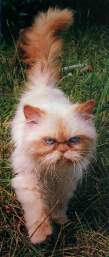 Бело-коричневый кот с голубыми глазами.