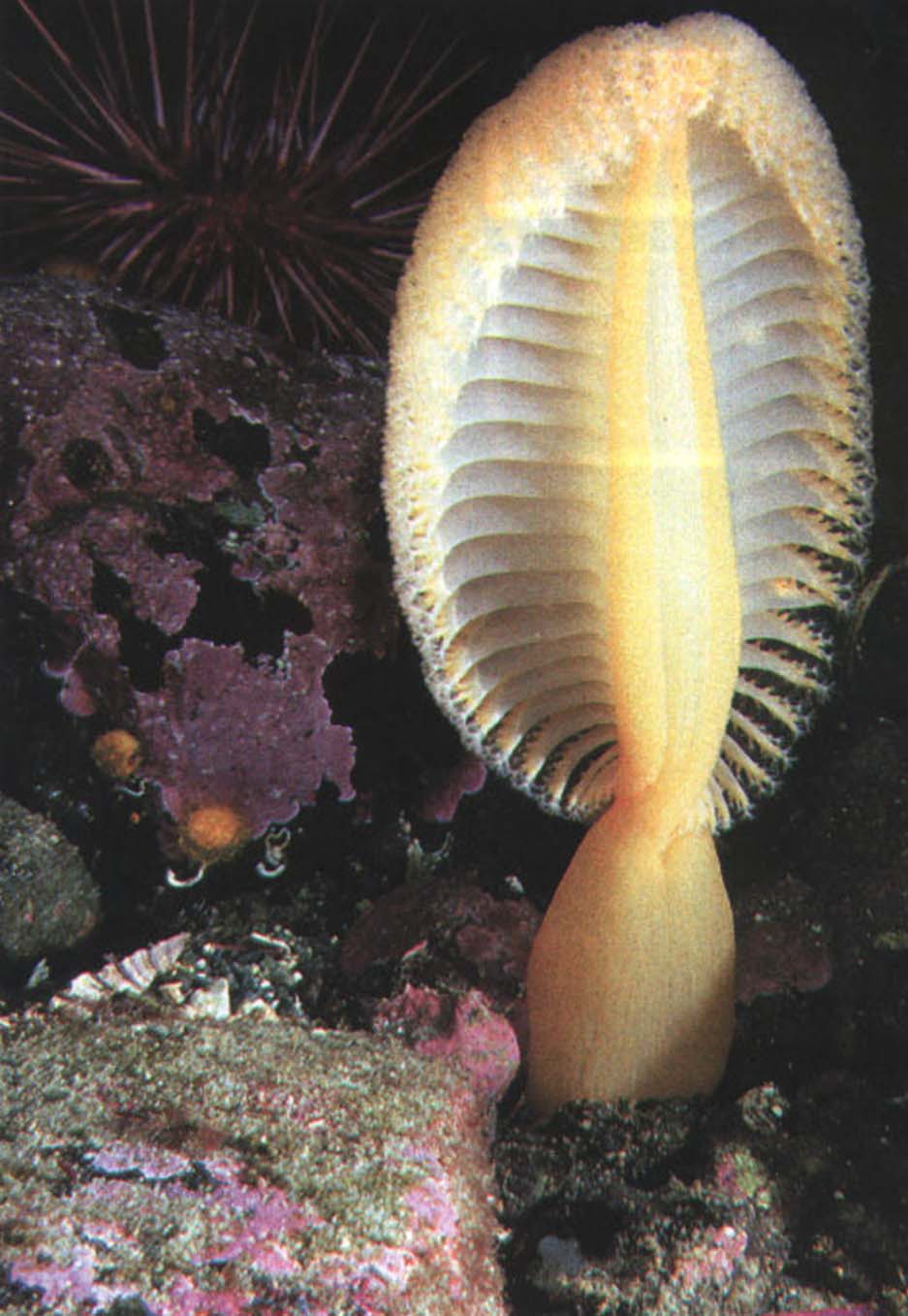 У полипов, образующих колонию морского пера, наблюдается дифференциация форм и специализация функций, однако все члены колонии действуют как единый живой организм.