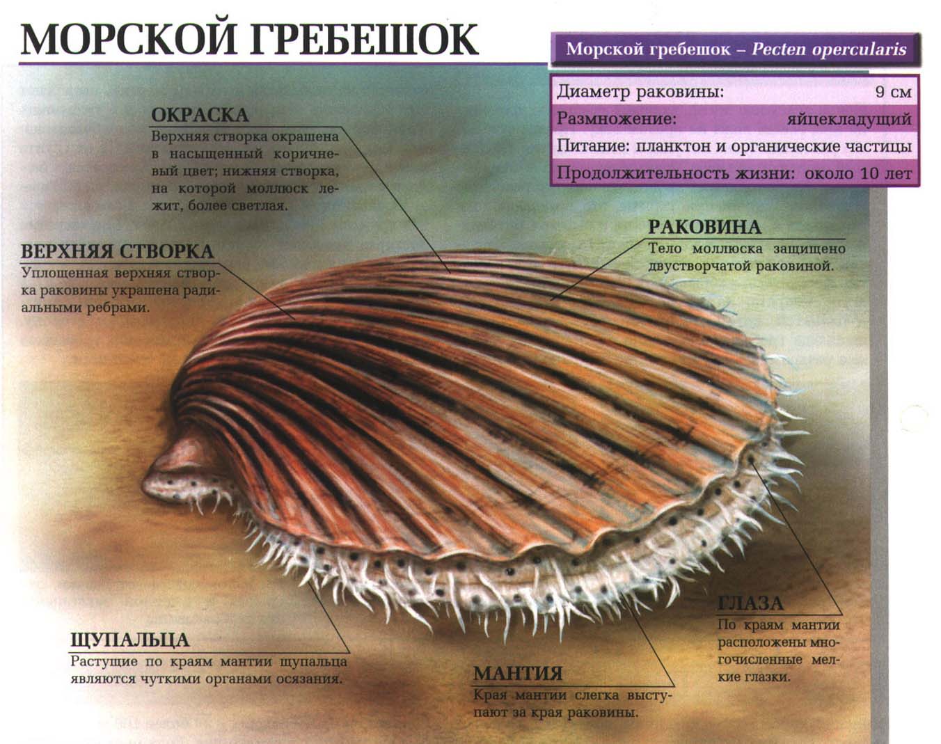 Морские гребешки на примере европейского Pecten opercularis. Сайт про  зверей - ZveroSite.ru