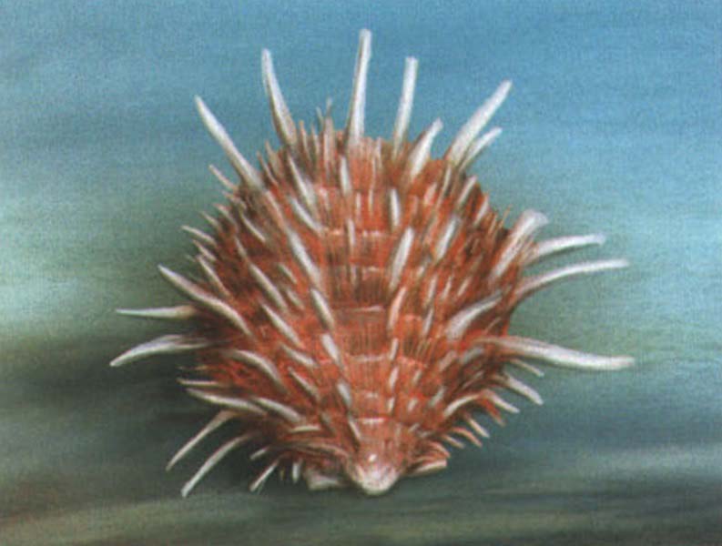 Спондилюс (Spondylus regius).
