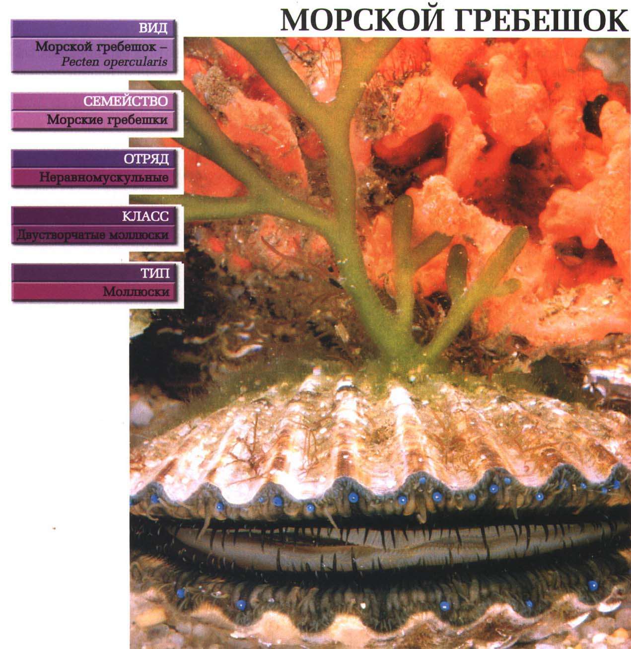 Систематика (научная классификация) морского гребешка. Pecten opercularis.