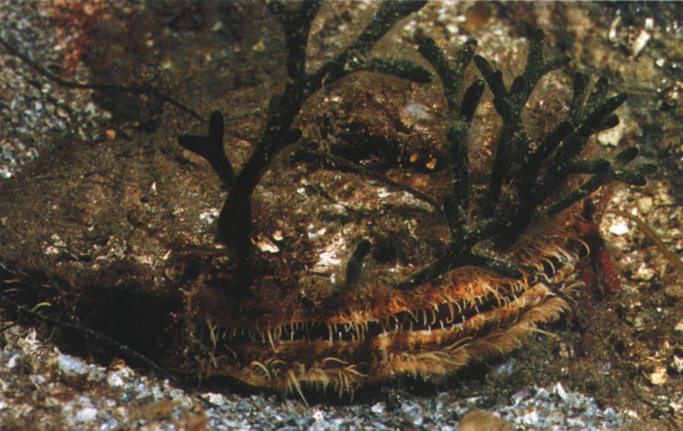Раковина морского гребешка часто обрастает водорослями, которые служат отличным камуфляжем.