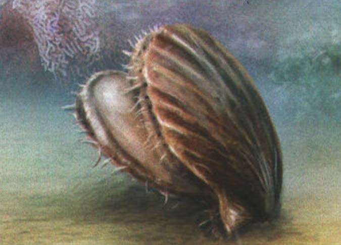 Моллюск может скачками передвигаться по дну, отталкиваясь длинной и сильной ногой.