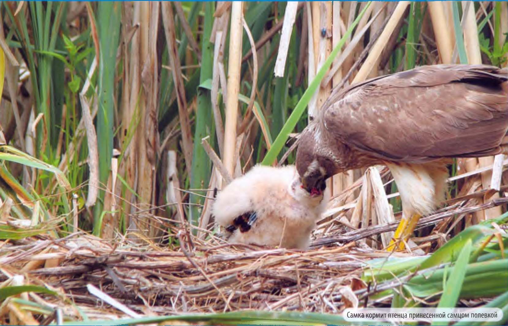 Самка кормит птенцов принесенной самцом полевкой.
