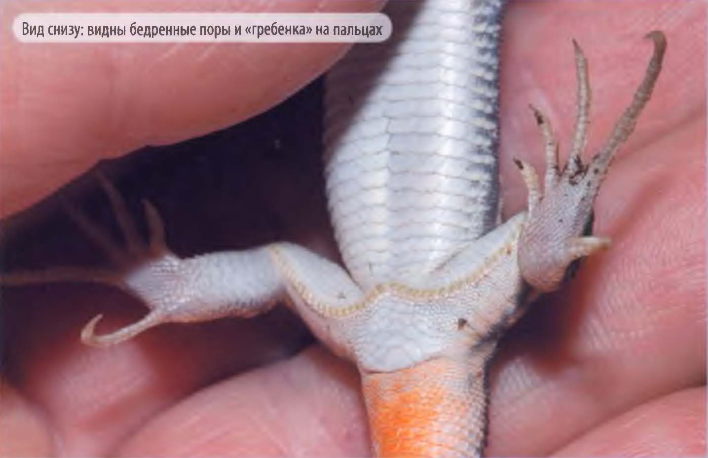 Вид ящерицы Шрайбера снизу: видны бедренные поры и «гребенка» на пальцах.