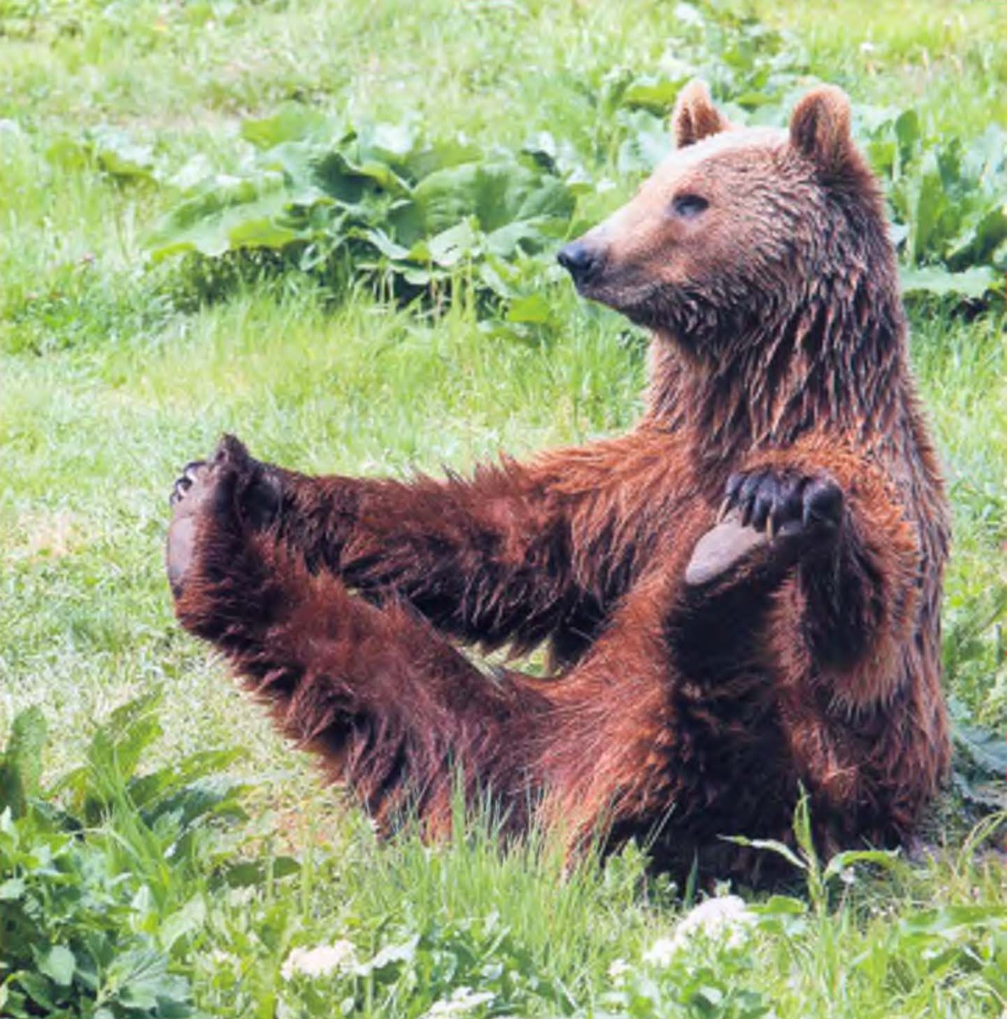 Медведь занимается йогой.