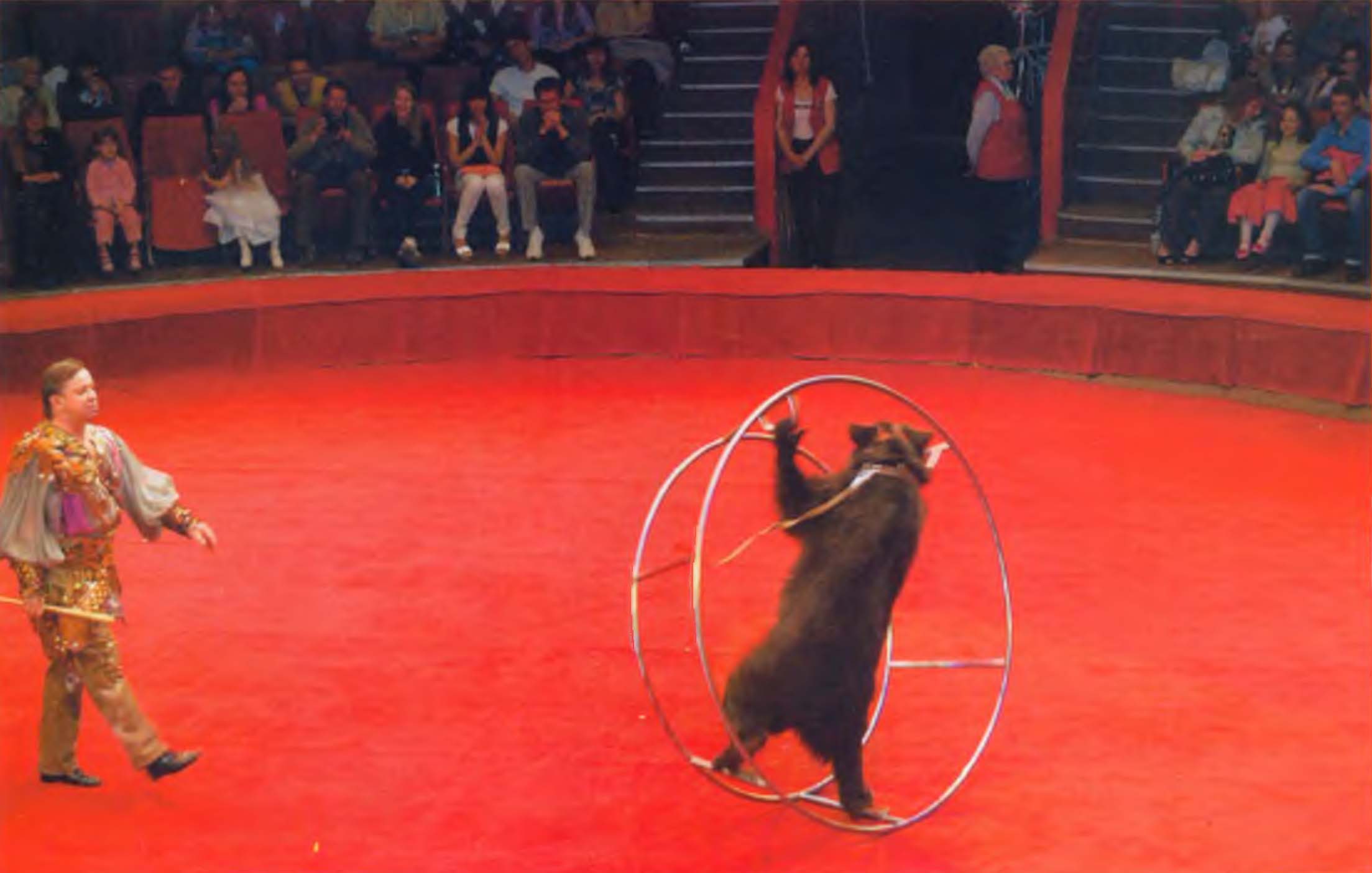 Медведь на цирковой арене.