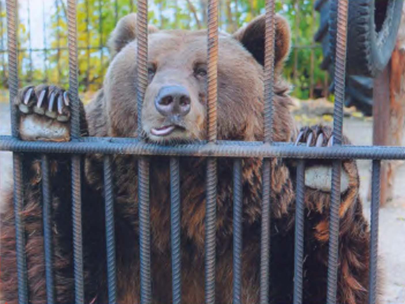 Медведь в клетке.