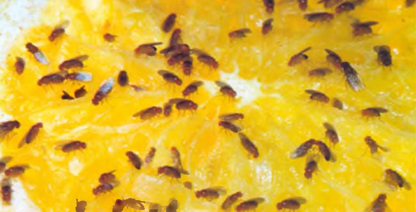 Дикие летающие дрозофилы на ломтике апельсина. В террариум желательно положить небольшой кусочек фрукта: нем будут собираться мушки, а их поедать ваши питомцы.